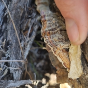 Trametes versicolor at QPRC LGA - 25 Apr 2024