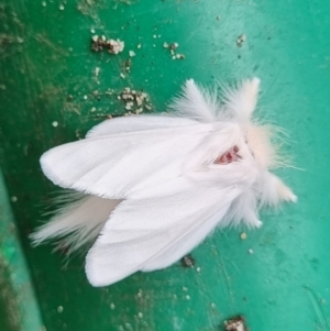 Trichiocercus sparshalli (Sparshall's Moth) at Termeil, NSW by DavidAllsop