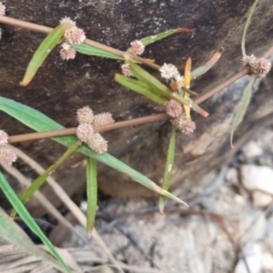 Alternanthera denticulata at suppressed - 28 Apr 2024