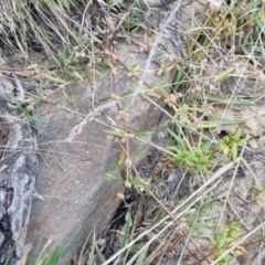 Alternanthera denticulata at QPRC LGA - suppressed