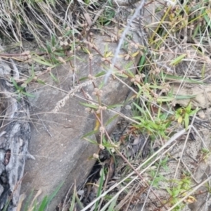 Alternanthera denticulata at QPRC LGA - suppressed