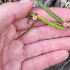 Alternanthera denticulata at QPRC LGA - suppressed