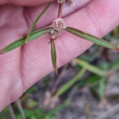 Alternanthera denticulata at QPRC LGA - suppressed