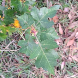 Crataegus phaenopyrum at Watson, ACT - 28 Apr 2024 02:18 PM