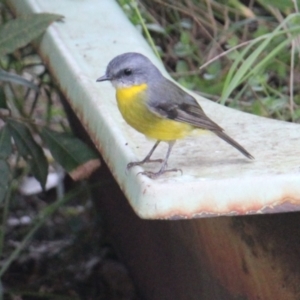 Eopsaltria australis (Eastern Yellow Robin) at Currowan, NSW by UserCqoIFqhZ