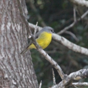 Eopsaltria australis at Currowan, NSW - 13 Apr 2024