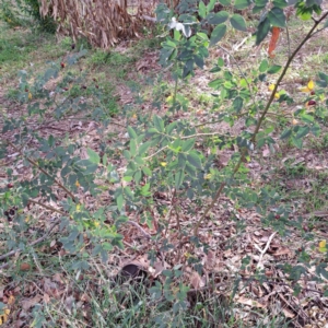 Rosa rubiginosa at Watson, ACT - 28 Apr 2024