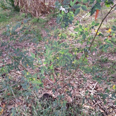 Rosa rubiginosa (Sweet Briar, Eglantine) at Watson, ACT - 28 Apr 2024 by abread111