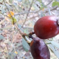 Rosa rubiginosa at Watson, ACT - 28 Apr 2024