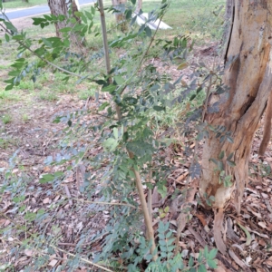 Fraxinus angustifolia subsp. angustifolia at Hackett, ACT - 28 Apr 2024