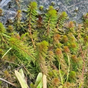 Myriophyllum crispatum at suppressed by clarehoneydove