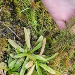 Myriophyllum sp. at suppressed - 28 Apr 2024