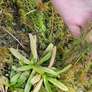 Myriophyllum sp. at QPRC LGA - 28 Apr 2024