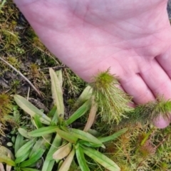 Myriophyllum sp. at QPRC LGA - 28 Apr 2024