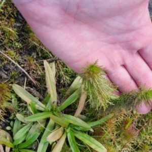 Myriophyllum sp. at QPRC LGA - 28 Apr 2024