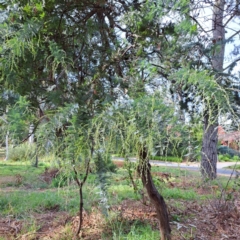 Acacia baileyana (Cootamundra Wattle, Golden Mimosa) at Hackett, ACT - 28 Apr 2024 by abread111