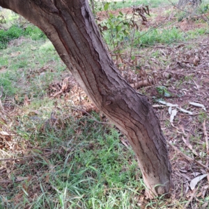 Acacia baileyana at Hackett, ACT - 28 Apr 2024