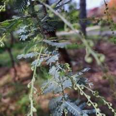 Acacia baileyana at Hackett, ACT - 28 Apr 2024