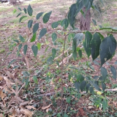 Celtis australis (Nettle Tree) at Hackett, ACT - 28 Apr 2024 by abread111