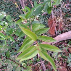 Ligustrum lucidum (Large-leaved Privet) at Hackett, ACT - 28 Apr 2024 by abread111