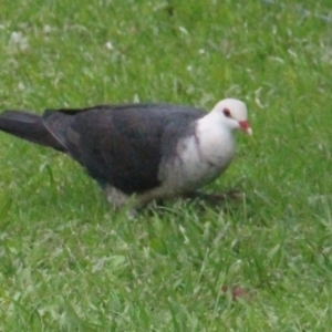 Columba leucomela at Currowan, NSW - 30 Dec 2023 04:52 PM