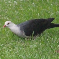 Columba leucomela at Currowan, NSW - 30 Dec 2023