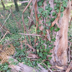 Hedera hibernica at Hackett, ACT - 28 Apr 2024