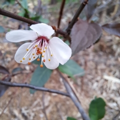 Prunus cerasifera (Cherry Plum) at Hackett, ACT - 28 Apr 2024 by abread111