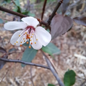 Prunus cerasifera at Hackett, ACT - 28 Apr 2024 02:04 PM