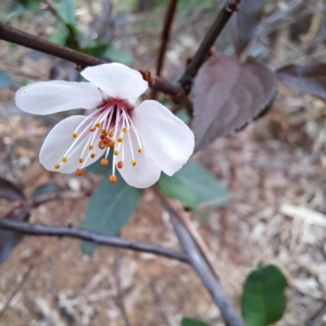 Prunus cerasifera at Hackett, ACT - 28 Apr 2024