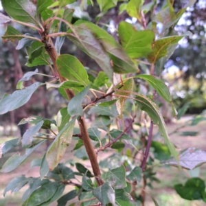 Prunus cerasifera at Hackett, ACT - 28 Apr 2024 02:04 PM