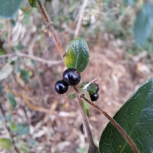 Lonicera japonica at Hackett, ACT - 28 Apr 2024