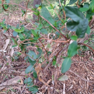 Lonicera japonica at Hackett, ACT - 28 Apr 2024