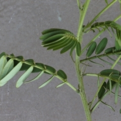 Senna barronfieldii at Monga National Park - 23 Sep 2021