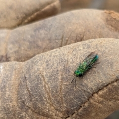 Chrysididae (family) (Cuckoo wasp or Emerald wasp) at Ainslie volcanic grassland - 28 Apr 2024 by AmyJB