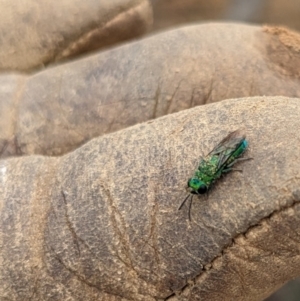 Chrysididae (family) (Cuckoo wasp or Emerald wasp) at Campbell, ACT by AmyJB