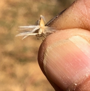 Rytidosperma laeve at Oakey Hill - 18 Apr 2024 12:20 PM