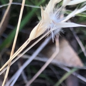 Rytidosperma laeve at Oakey Hill - 18 Apr 2024 12:20 PM