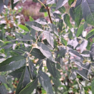 Fraxinus angustifolia subsp. angustifolia at Hackett, ACT - 28 Apr 2024