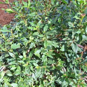 Viburnum tinus at Hackett, ACT - 28 Apr 2024 02:01 PM