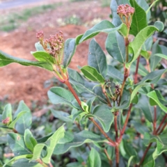 Viburnum tinus at Hackett, ACT - 28 Apr 2024 02:01 PM