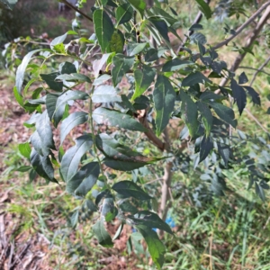 Fraxinus angustifolia subsp. angustifolia at Hackett, ACT - 28 Apr 2024 02:00 PM