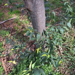 Fraxinus angustifolia subsp. angustifolia at Hackett, ACT - 28 Apr 2024