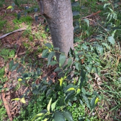 Fraxinus angustifolia subsp. angustifolia at Hackett, ACT - 28 Apr 2024 02:00 PM