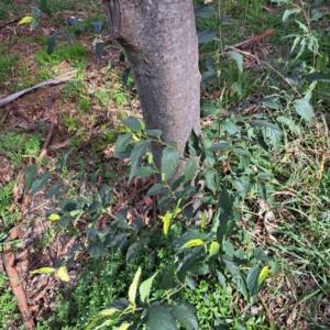 Fraxinus angustifolia subsp. angustifolia at Hackett, ACT - 28 Apr 2024