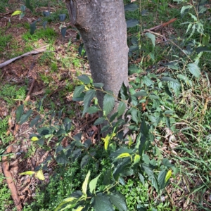 Fraxinus angustifolia subsp. angustifolia at Hackett, ACT - 28 Apr 2024 02:00 PM