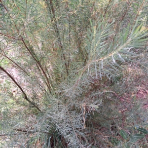 Acacia boormanii at Hackett, ACT - 28 Apr 2024 01:58 PM