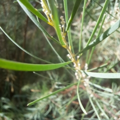 Acacia boormanii at Hackett, ACT - 28 Apr 2024