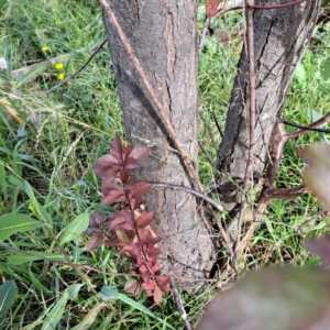 Prunus cerasifera at Hackett, ACT - 28 Apr 2024