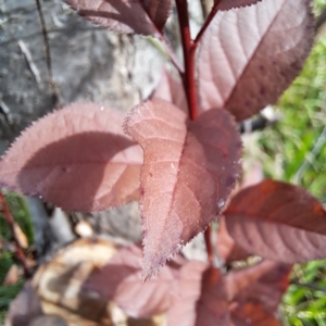 Prunus cerasifera at Hackett, ACT - 28 Apr 2024